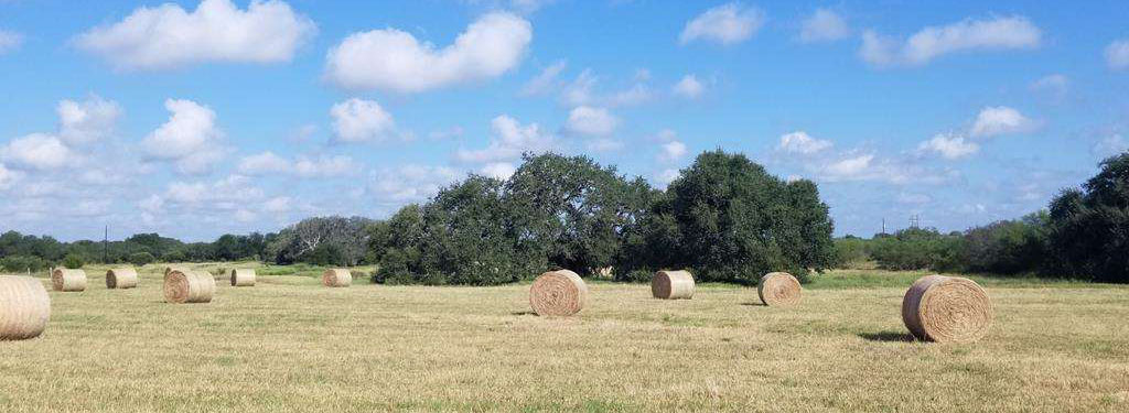 hayfield